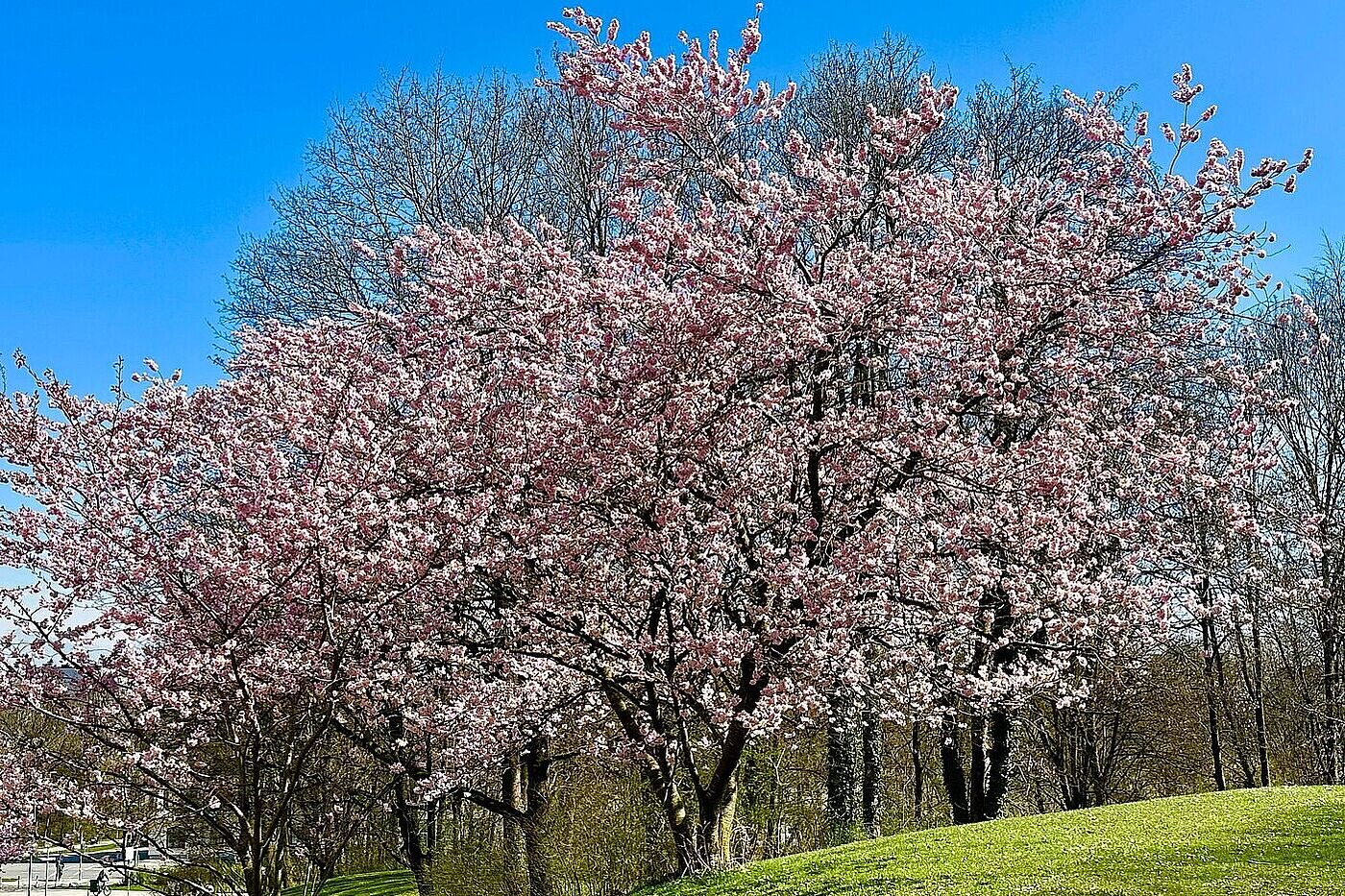 Kirschblüte im OlypiaparK