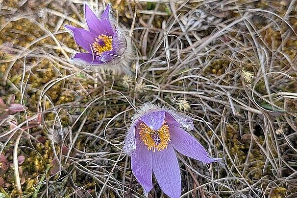 Exkursion in die Garchinger Heide und Echinger Lohe (Küchenschelle)