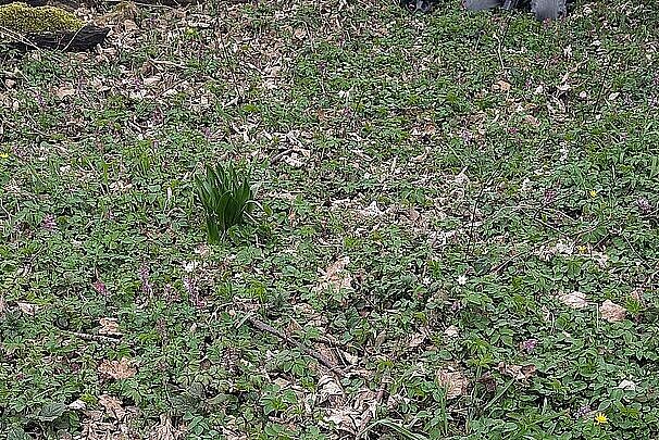 Exkursion in die Garchinger Heide und Echinger Lohe (Herbstzeitlose)