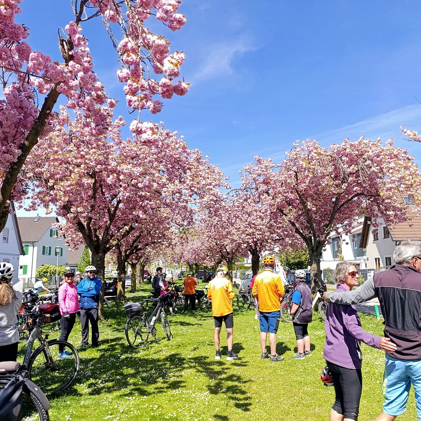 "Kirschblüten und Frühlingsgrün" am 26. April 2026