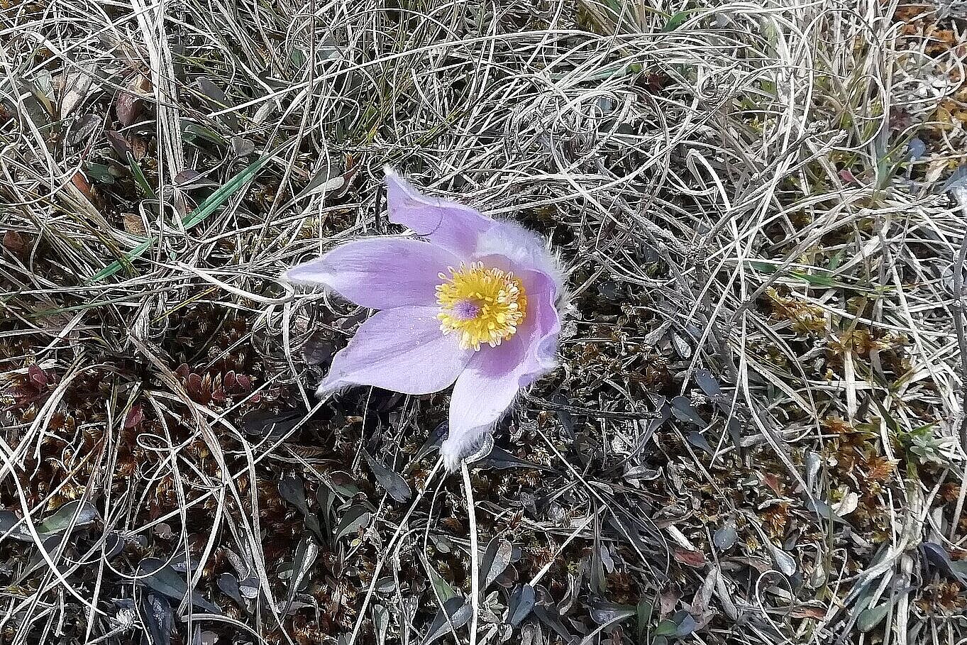 Exkursion in die Garchinger Heide und Echinger Lohe (Küchenschelle)