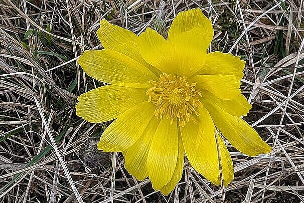 Exkursion in die Garchinger Heide und Echinger Lohe (Frühlings Adonisröschen)