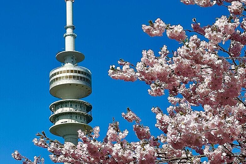 Kirschblüte im OlypiaparK