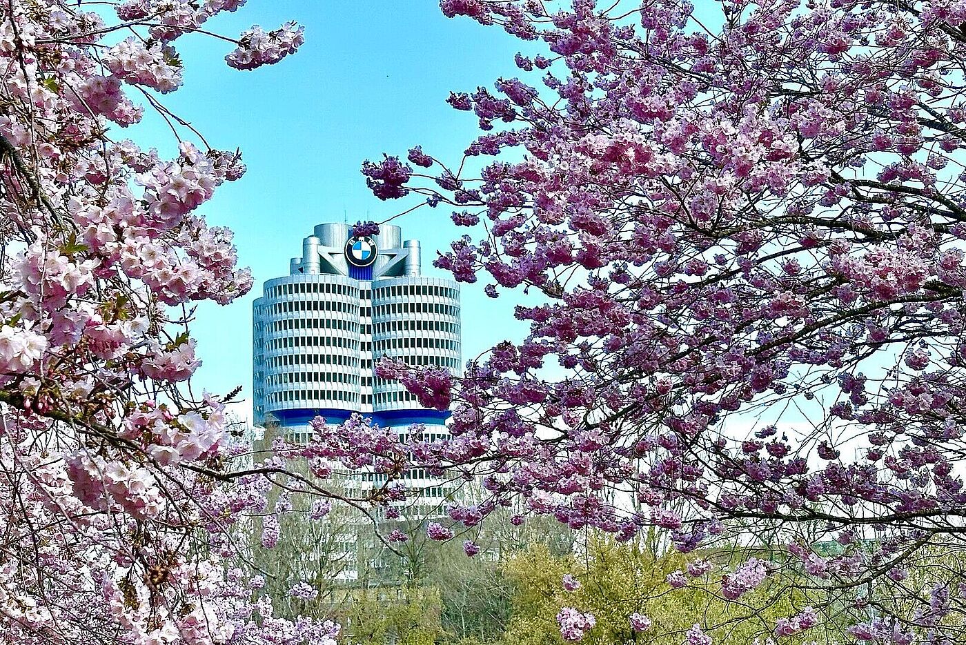 Kirschblüte im OlypiaparK