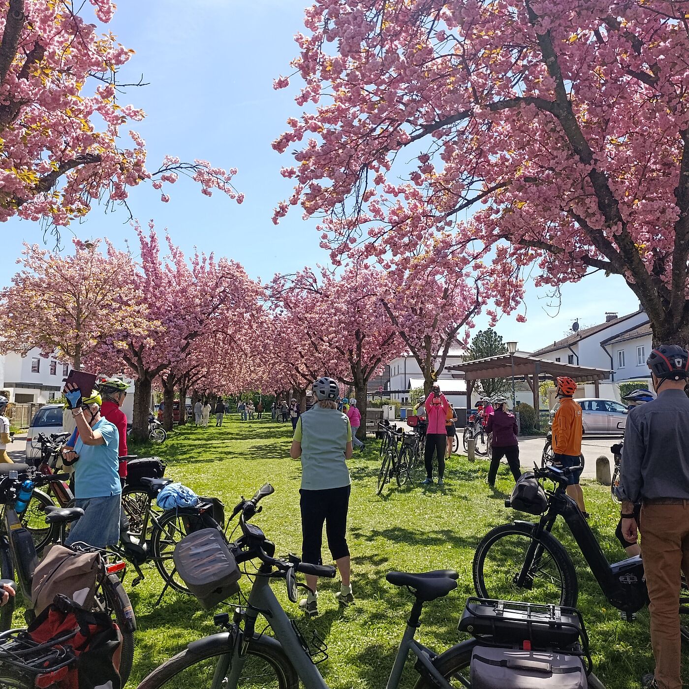 "Kirschblüten und Frühlingsgrün" am 26. April 2026