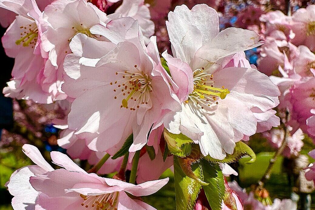 Kirschblüte im OlypiaparK
