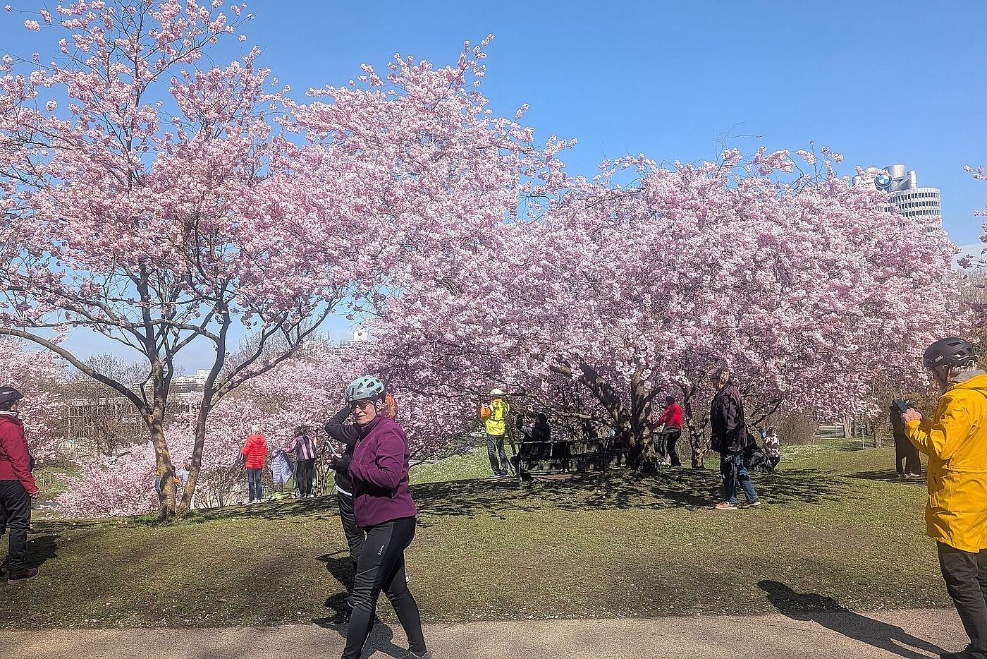 Kirschblüte im OlypiaparK