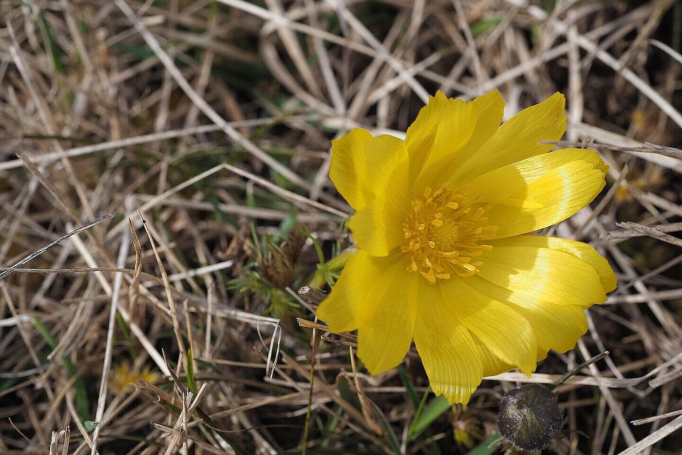 Exkursion in die Garchinger Heide und Echinger Lohe (Frühlings Adonis)