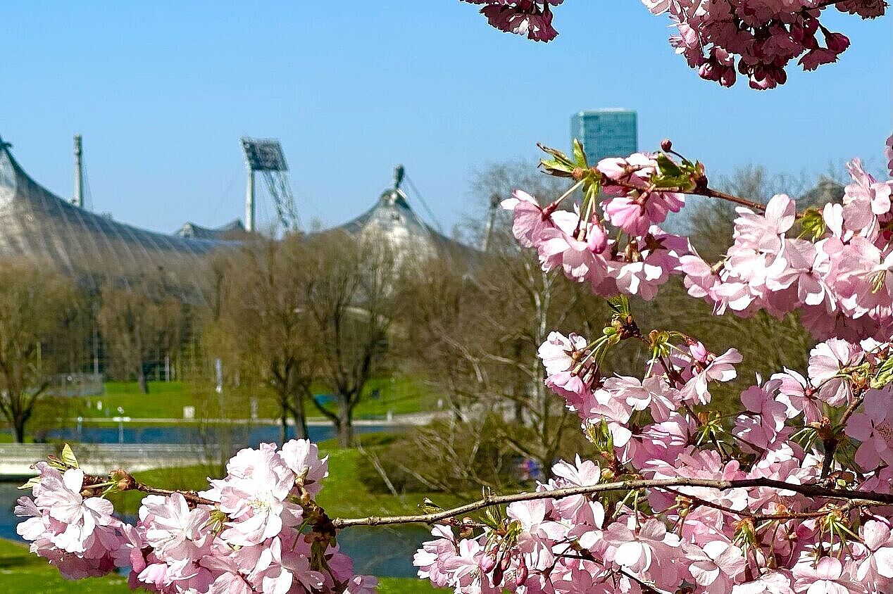 Kirschblüte im OlypiaparK
