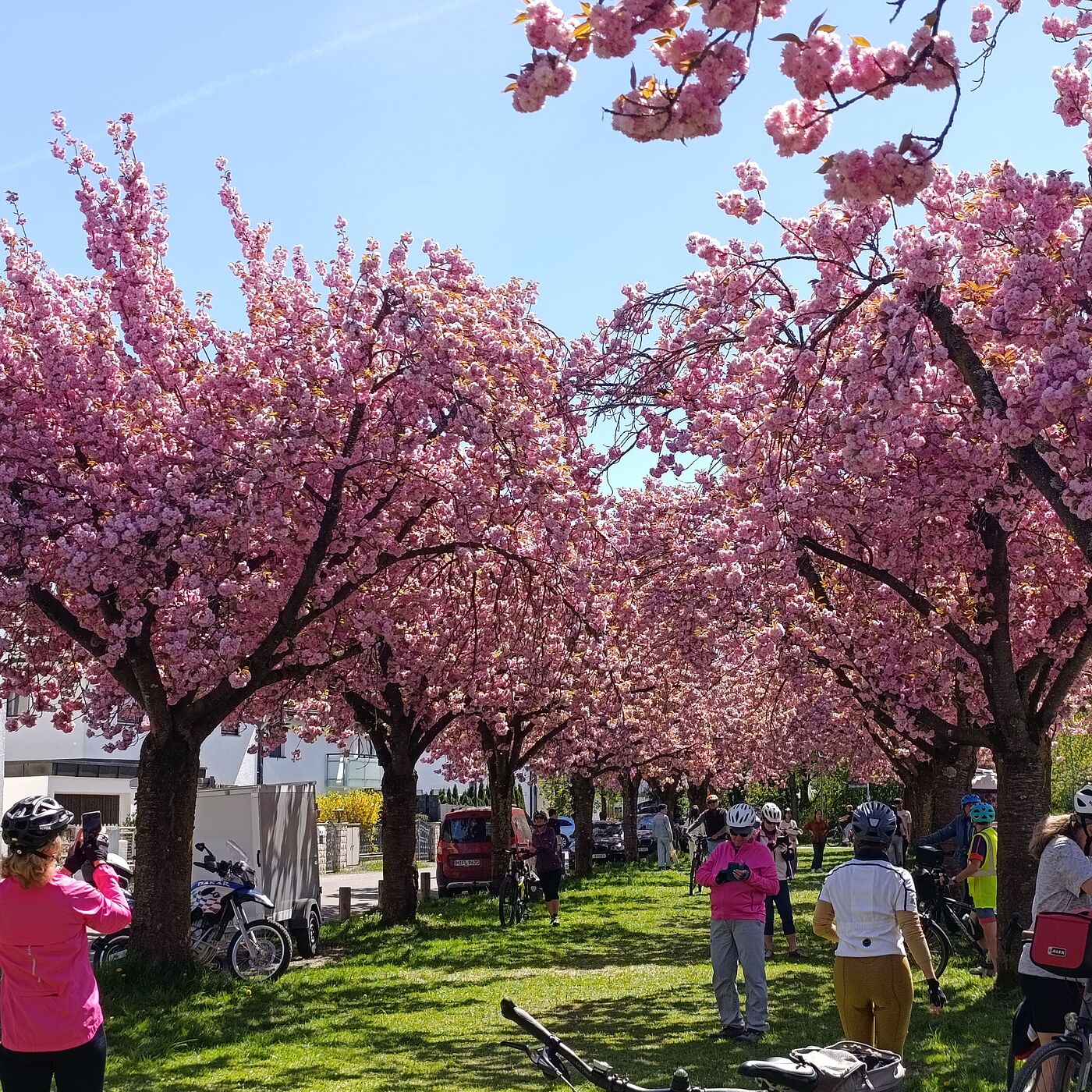 "Kirschblüten und Frühlingsgrün" am 26. April 2026